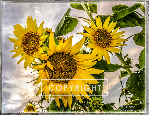 Sunflower Sunset