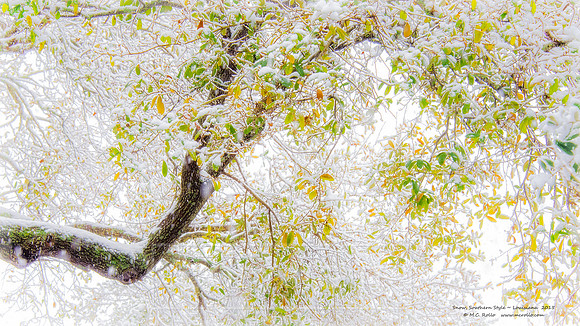 Snow day in Louisiana February 25 2015-830-86-1-3
