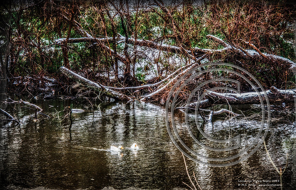 Snow day in Louisiana February 25 2015-904-87-1-2