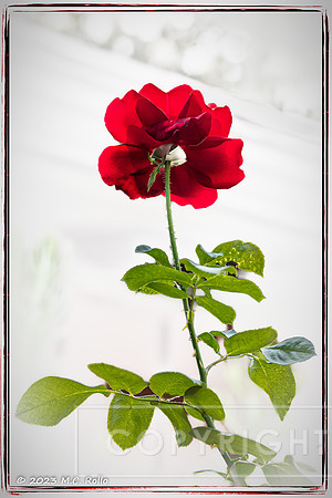 True Rose 2023 M.C. Rollo