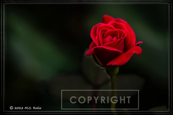 Rose Portrait Ⓒ 2022 M.C. Rollo