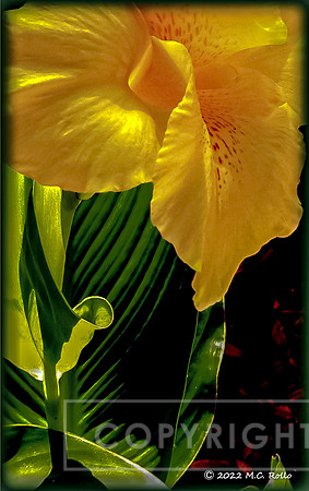 Yellow 12 (c) 2022  M.C. Rollo