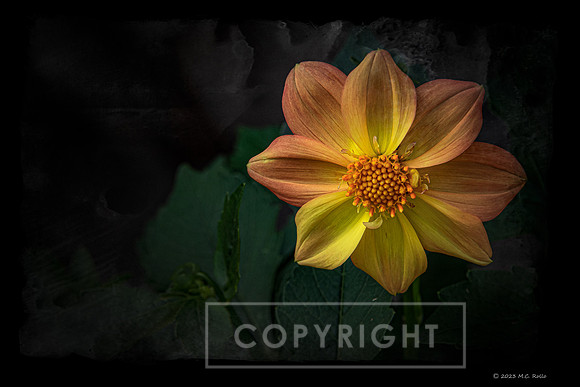 Yellow Orange Flower Ⓒ2023 M.C. Rollo