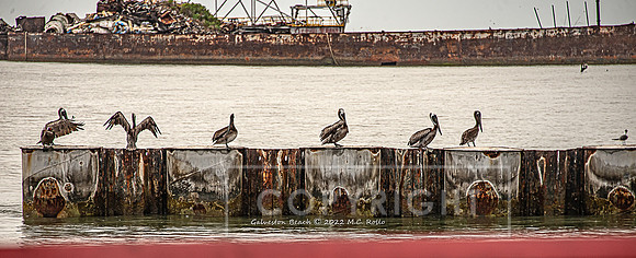 Galveston Birds (c) 2023  M.C. Rollo