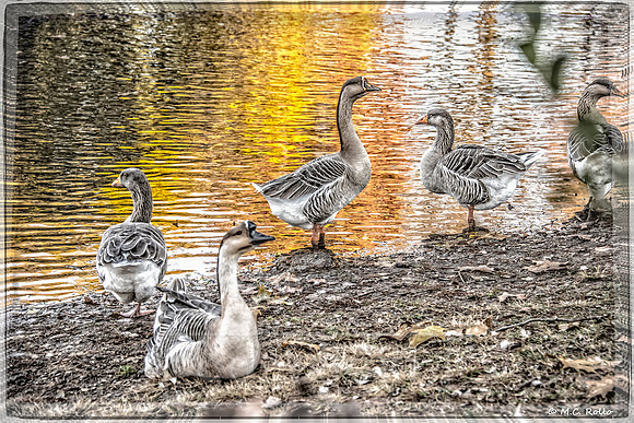 Bayou Geese Late Afternoon