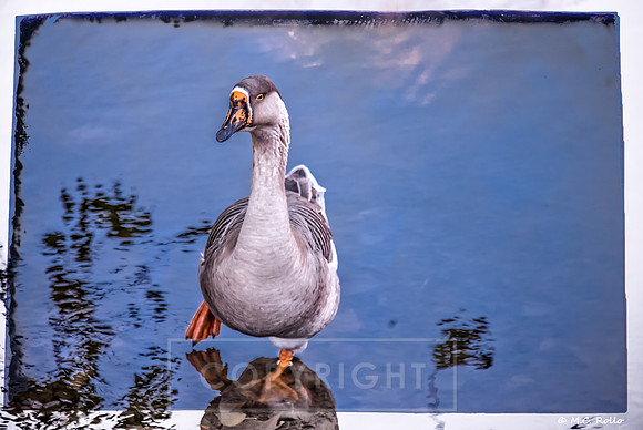 Bayou Goose