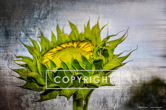 Sunflower on Metal