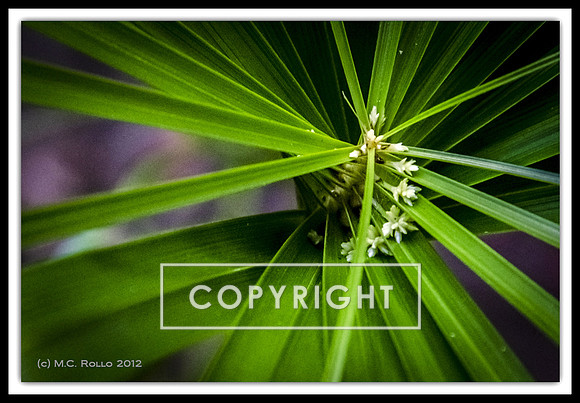Today, I saw--Umbrella palm flowers frmd