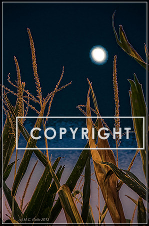 Dog Moon-104-Edit-1