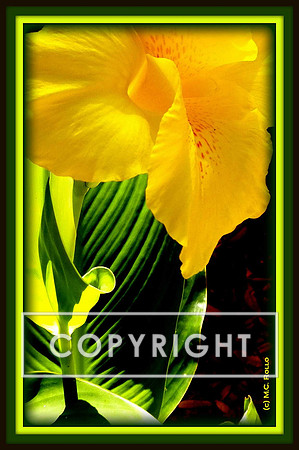 House Lilly cf
