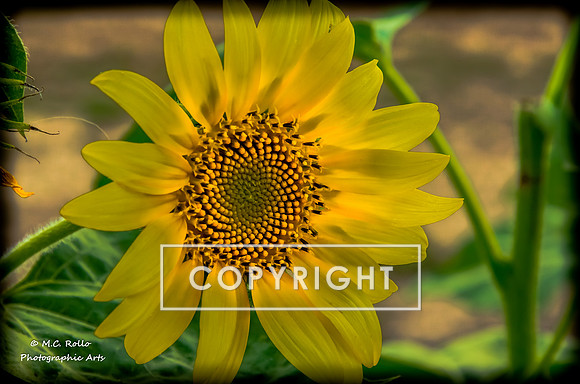 June 30, 2012 Sunflowers plus-1