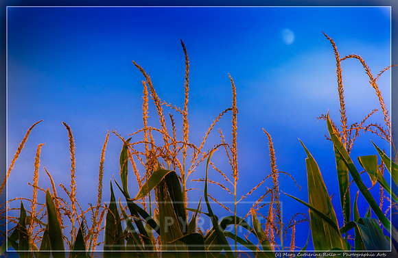 Moonlit Corn