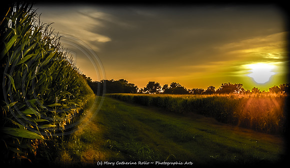 Louisiana Sunset