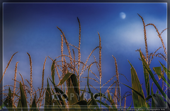 Soft Moonlit Corn (1)