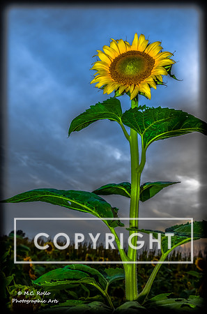 June 30, 2012 Sunflowers plus-1-4