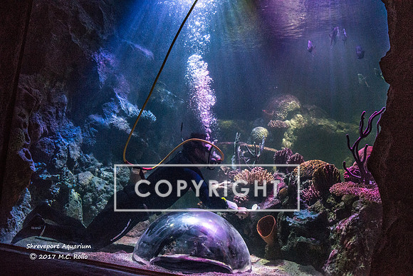 Shreveport Aquarium Jake Wood diving 10-31-17-163