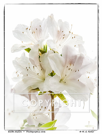 House flowers, April 13, 2013-8184-Edit-Edit-1-2