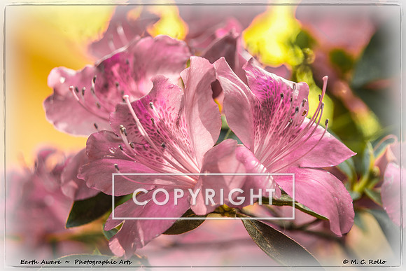 Earth Aware ~ Magenta Azalea_